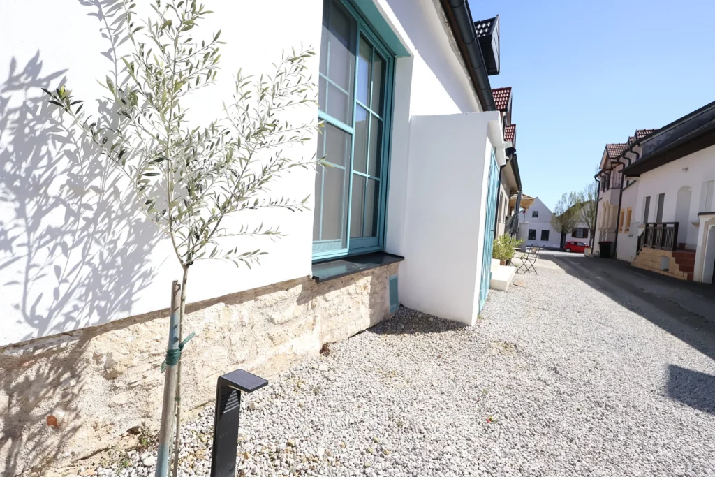 Hofgassenhaus LIMUN in Mörbisch am See: Olivenbaum vor dem Haus