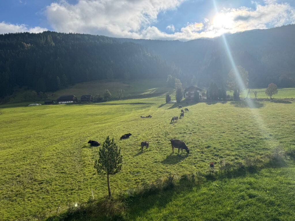 Apartment BergWiese 225 in Donnersbachwald: Wiesen rund ums Haus