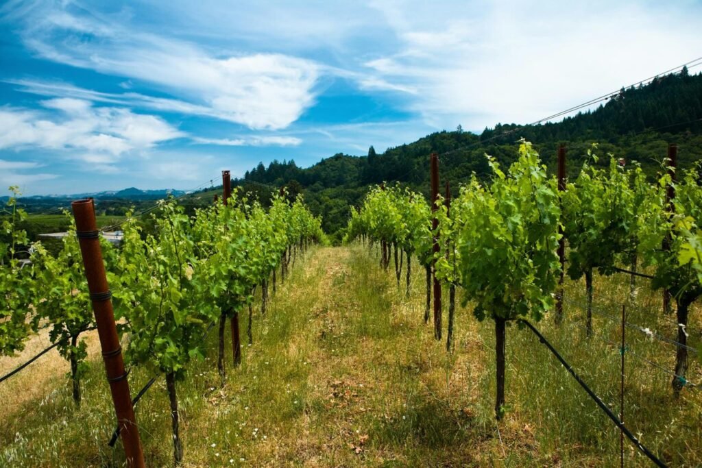Ferienhaus Panorama in Gamlitz: Weinberge in der Umgebung
